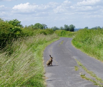 Hare on an English country lane